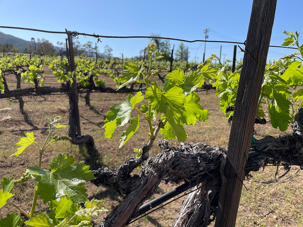 Old Gus vineyard in spring